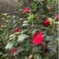 Camellia Japonica