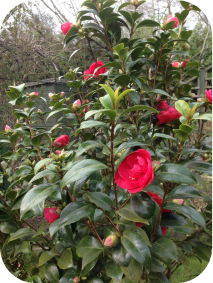 Camellia Japonica