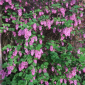 Flowering Currant