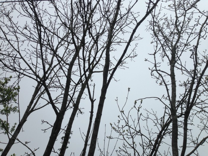 tree maintenance