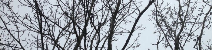 tree maintenance