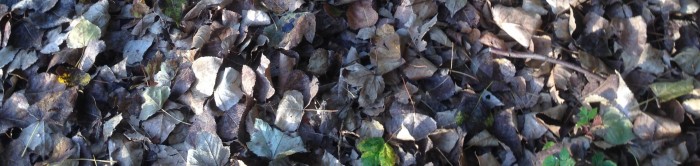 Leaves