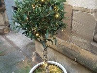 Christmas tree with decorations