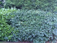 Hedges