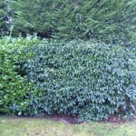 Hedges