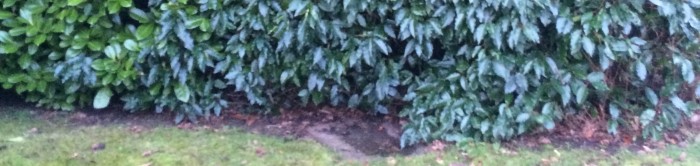 Hedges