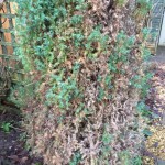 evergreens