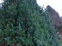 Evergreen trees