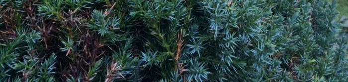 Evergreen trees