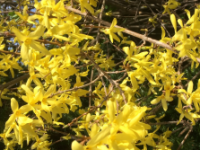 Forsythia