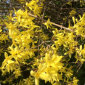Forsythia