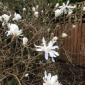 Magnolia Stellata