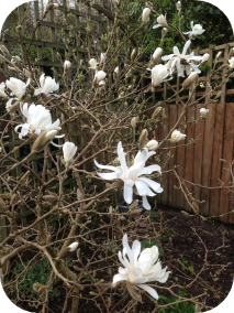 Magnolia Stellata