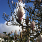 Magnolia