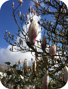 Magnolia
