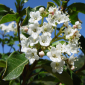 Viburnum Tinus
