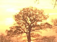 Autumn tree in sunset