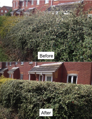Before and after Hedge Trimming