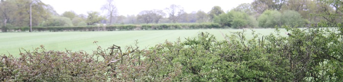 Hedges over looking fields