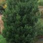 Bay Tree