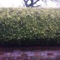 Privet