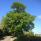 Oak Tree
