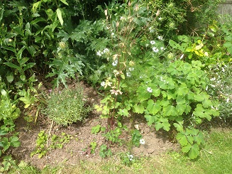 Needs weeding