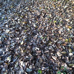 November