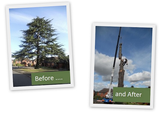 Tree felling before and after