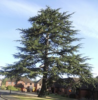 Tree management