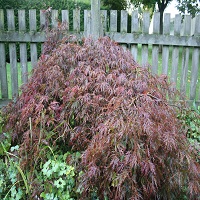 acer (cropped)