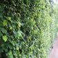 Beech Hedging (Fagus Sylvatica)