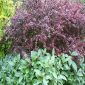 Berberis