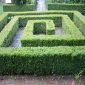 Buxus Microphylla (Common Box)