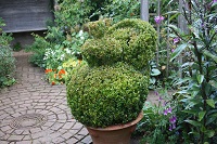 box topiary (cropped)