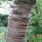 Prunus Serrula (Tibetan Cherry)
