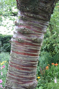 cherry bark 2 (cropped)
