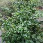 Contorta (Corkscrew Hazel)