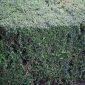 Cotoneaster Adpressus (Creeping Cotoneaster)