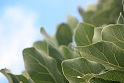 fruit tree