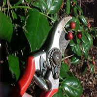 gardenclearance