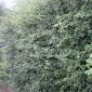 Crataegus Monogyna (Common Hawthorn)