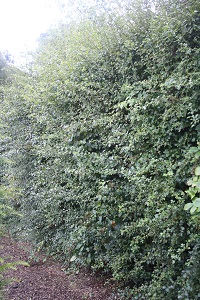 hawthorn hedge (cropped)