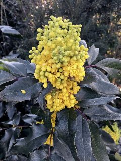 mahonia