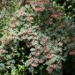 Rowan