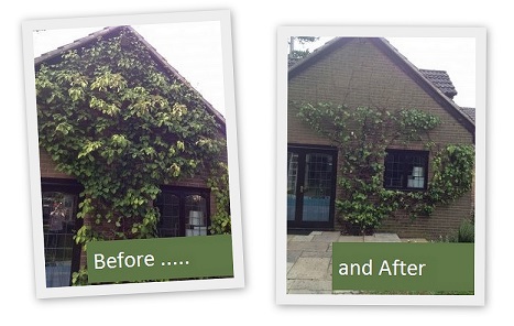 shrub before and after