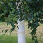 Silver Birch