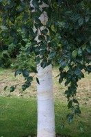 silver birch