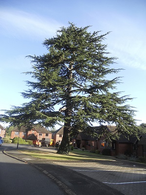 support your trees